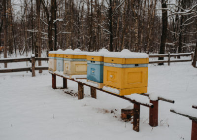 Pasieka zimą